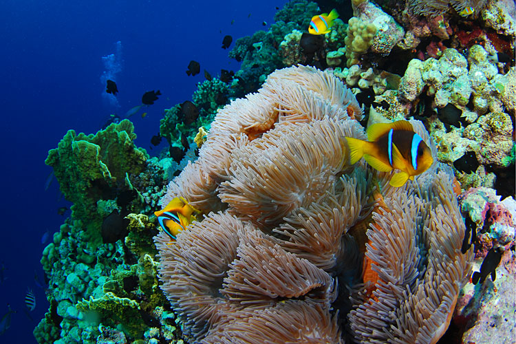Galleries de photos dynamiques Petite faune de Mer Rouge